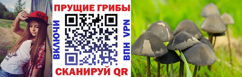 Галлюциногенные грибы Psilocybine cubensis  Котовск 